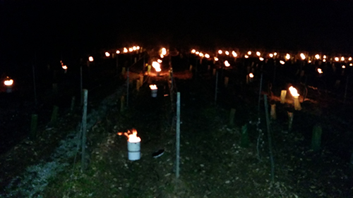 parcelle_de_vigne_chauffee_le_29_04_2015