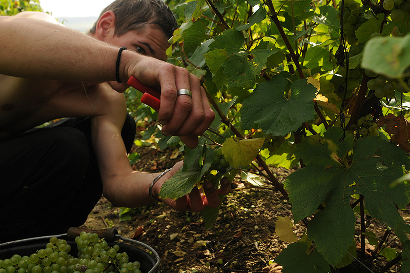 vendangeurs dans les vignes du domaine roland van hecke producteur de crÃ©mant de bourgogne